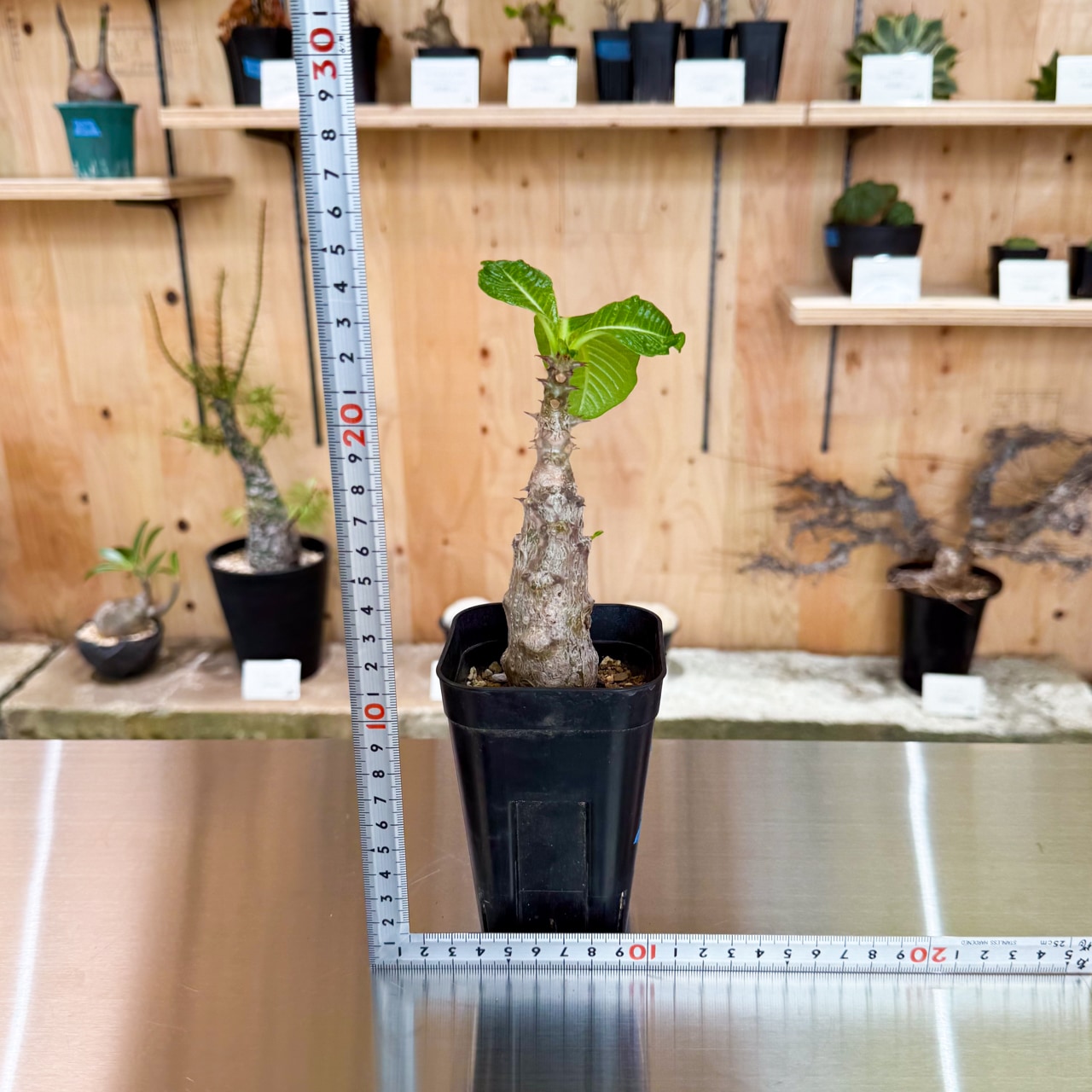 パキポディウム ウィンゾリー 実生 | 塊根植物 | 塊根リーダーズ