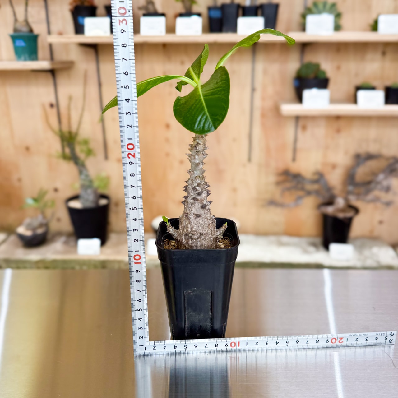 パキポディウム・ウィンゾリー 実生 パキポディウム