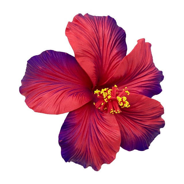 特価！16.5㎝/ハイビスカスフォームピック/レッド・パープル