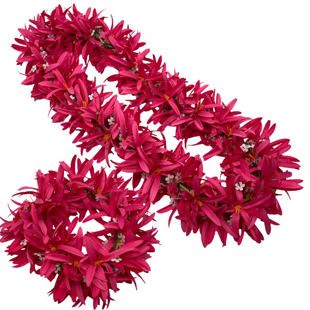 �ڸ����ò����ܥ�塼�ि�äפ��Kapalili���ѥ�������꡼�쥤���إåɥХ�ɥ��å�/ǻ���ԥ�/FLKP460