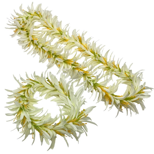 �ڸ����ò���Kapalili���ѥ�������꡼�쥤���إåɥХ�ɥ��å�/�ۥ磻��/FLKP469