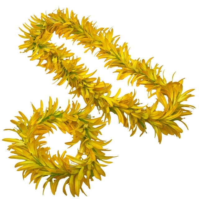 �ڸ����ò���Kapalili���ѥ�������꡼�쥤���إåɥХ�ɥ��å�/��������B/FLKP484