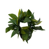 Kapalili�ޥ���֥쥹(���������㥫���㤷�Ƥ��ޤ�)/FB61G