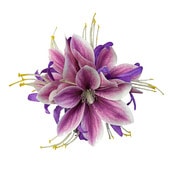 ���ò���Kapalili�ޥ��Υꥢ�إ����������꡼ �ѡ��ץ�/����HP461