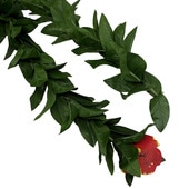 Aloha�ޥ���쥤 ���������꡼�� 170cm/FL508G