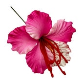 ���ò���10cm/���ϥ����꡼�ե�����ԥå�/�ԥ�/����TF169