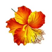 ���ò���10cm/���ϥ����꡼�ե�����ԥå�/�����/����TF170