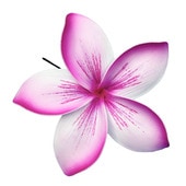 ���ò���14cm/�ץ��ꥢ�ե�����ԥå�/�ۥ磻�ȡ��ԥ�/����TF178