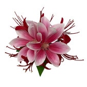 ���ò���Kapalili�ޥ��Υꥢ�إ����������꡼ �ԥ�/����HP462