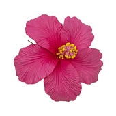 �ò���16.5cm/�ϥ��ӥ������ե�����ԥå�����ԥ�B(��ʴ��¿������ޤ�)/����TF133B