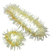 �ڸ����ò���Kapalili���ѥ�������꡼�쥤���إåɥХ�ɥ��å�/�ۥ磻��B/FLKP520