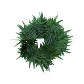 �饦���� �ե����� ���֥�֥쥹Laua'e Fern double bracelet/FB73