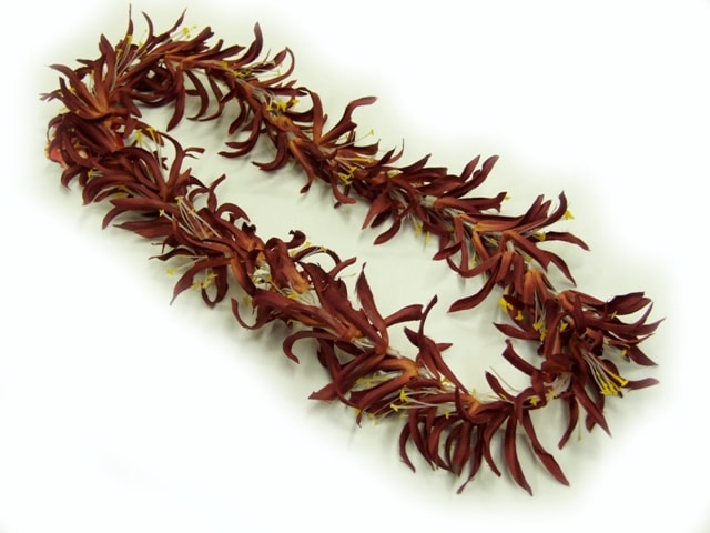 �ò������ѥ�������꡼�쥤���֥饦��(FL162)