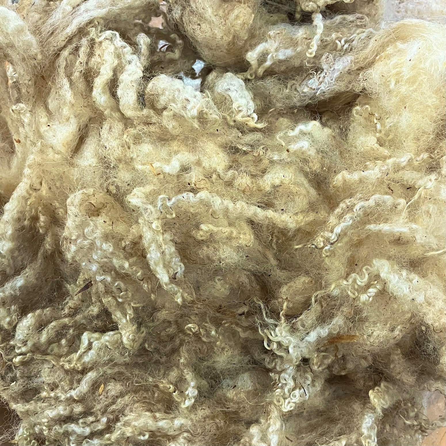 英国フリース　ブルーフェースレスター　白(生成り)　100g