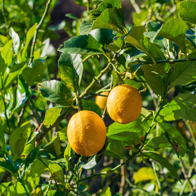 LALA HONEY リップクリーム 4g 3本セット