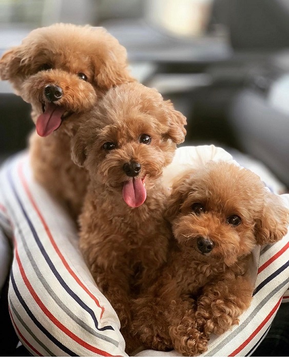 リアルヘッド　仁面犬　三郎　レアカラー リアルヘッド 仁面犬 三郎 レアカラー リアルヘッド 仁面犬 三郎