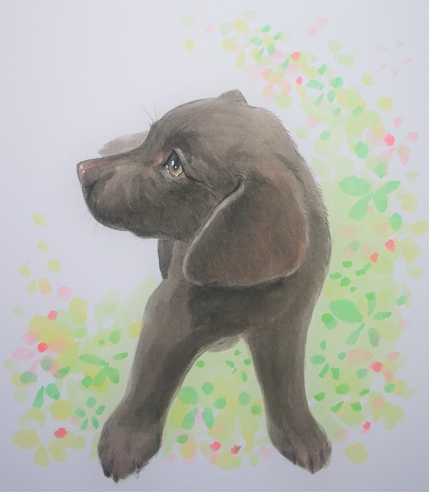 �ڥåȿ��極������242x272��1̾��