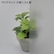 ݥꥫܥ͡ ʿ 5mm ꥢޥḁ̊ߥĴ 9101820mm UVå 糰 ꥹ