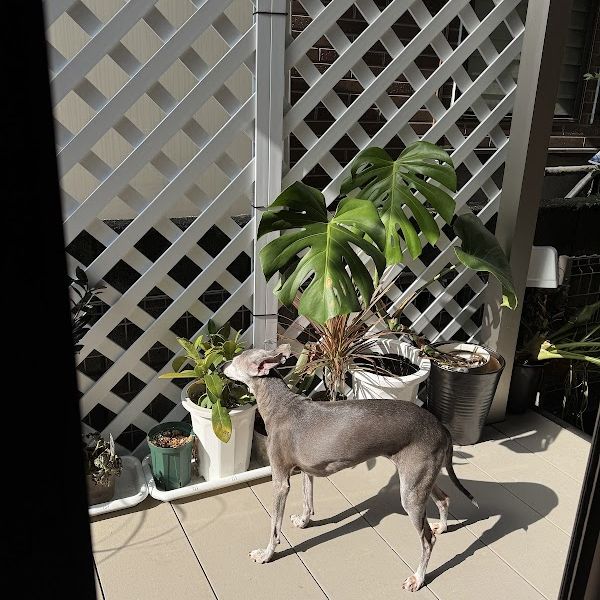 �����ƥ��� �ե��� ����� �Υߥ륯�� 900��900mm �ĺ����� �ȥ�ꥹ