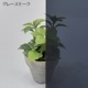 ݥꥫܥ͡ ʿ 5mm 졼⡼ 12202440mm UVå 糰 ꥹ