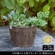 ץ󥿡 î 8 ľ24cm (EBP-24DBR) FRPХ뷿ץ󥿡 ̳ƻ졦ΥԲ
