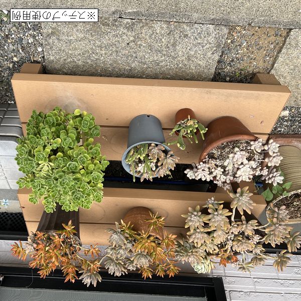 ڿ̸òۿ͹ڡߥ 900ƥå  ȥ饹  졼