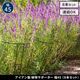 ���� ��� Ⱦ�� ������������ʪ���ݡ�������45 [8�ܥ��å�] (IF-N0047-8P)  ���̳�ƻ�����졦Υ�������Բ�