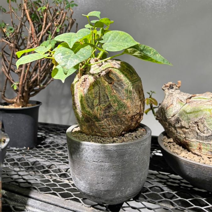 塊根植物【一点物】ユーフォルビア・ムランジーナ / 幹幅約13cm×高さ