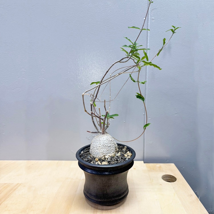 塊根植物【一点物】パキポディウム・グラキリス / 幹幅約7cm×高さ22cm