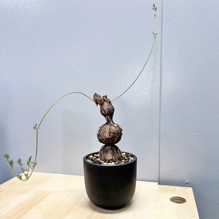 塊根植物【一点物】パキポディウム・グラキリス / 幹幅約7cm×高さ22cm