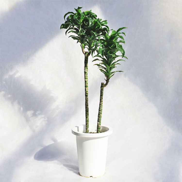 観葉植物 フィカス・ティネケ（斑入り）曲げ / 7寸・約W40cm×H100cm