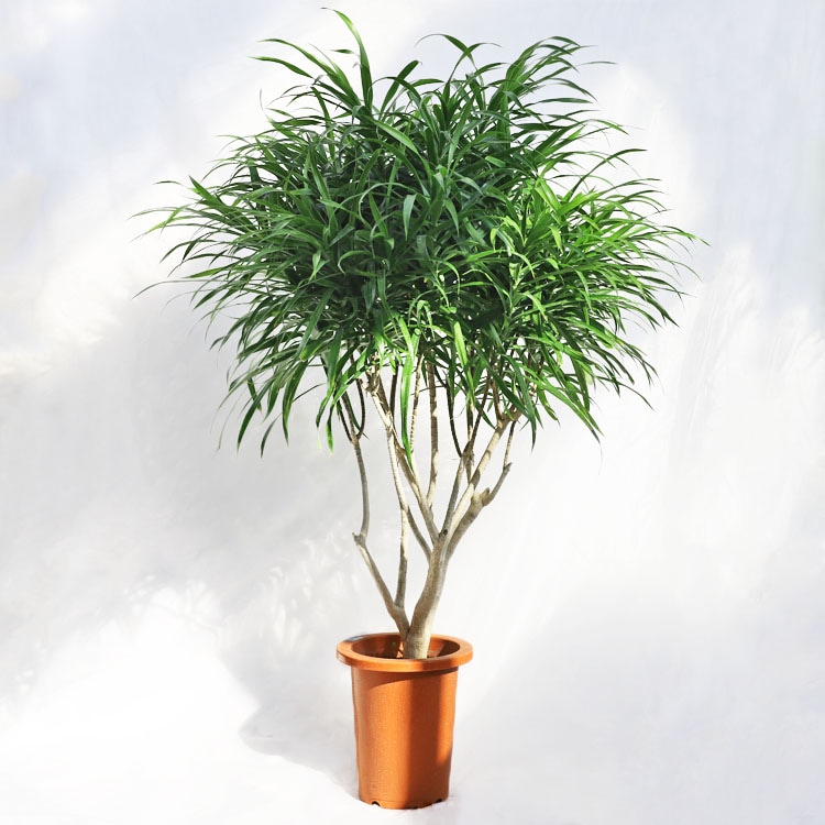 観葉植物 大型 シェフレラ・バッサイア（ブラッサイア / アクティノ