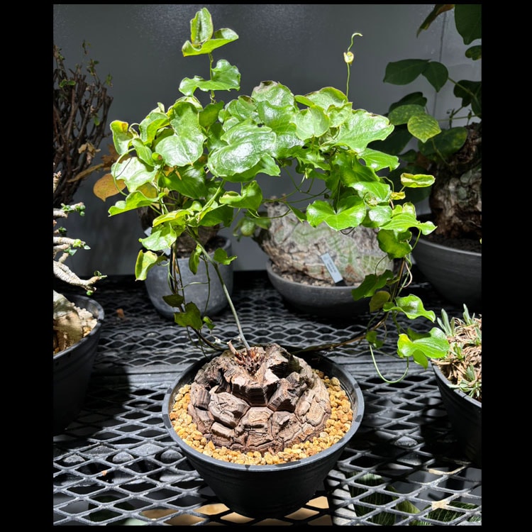 塊根植物 亀甲竜 亀甲竜の育て方｜植え替えや種まきの方法は？水やりに枯らさないコツ