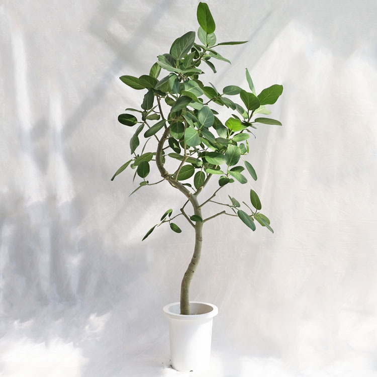 カリモク karimoku 傘立て 植木 樹木 観葉植物入れ ゴルフクラブ カリモク karimoku 傘立て 植木 樹木 観葉植物入れ ゴルフクラブ