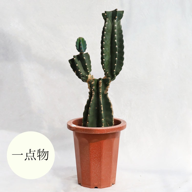 多肉植物 柱サボテン（二本立） / 7寸・約H70cm