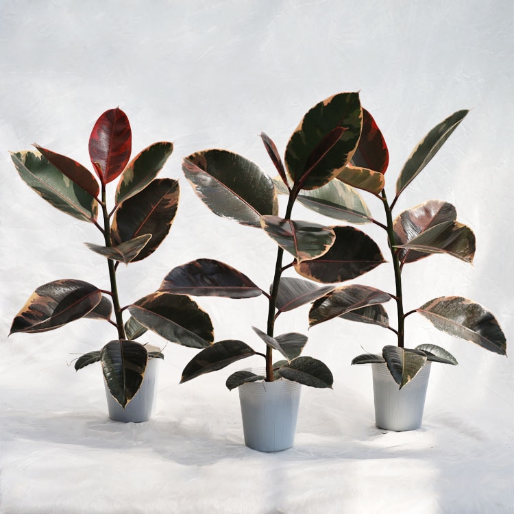 観葉植物 パキラ（編み） / 7寸・約W 40cm×H90～110cm