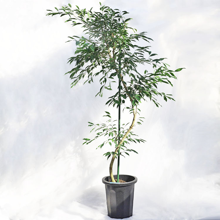 観葉植物 大型 シェフレラ・バッサイア（ブラッサイア / アクティノ