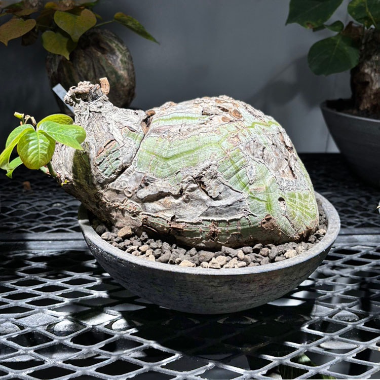 植物,多肉植物・塊根植物植木鉢と植物のガーデニング通販サイトライフ