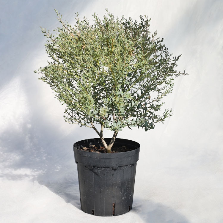 庭木・植木 ピセア・プンゲンスポプシー（コロラドトウヒ