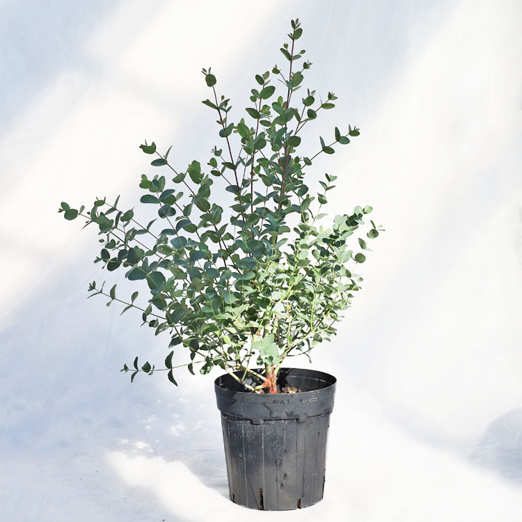 庭木・植木 ユーカリ・グニー（シルバードロップ） / 6寸・約W40cm×H65cm【送料E】