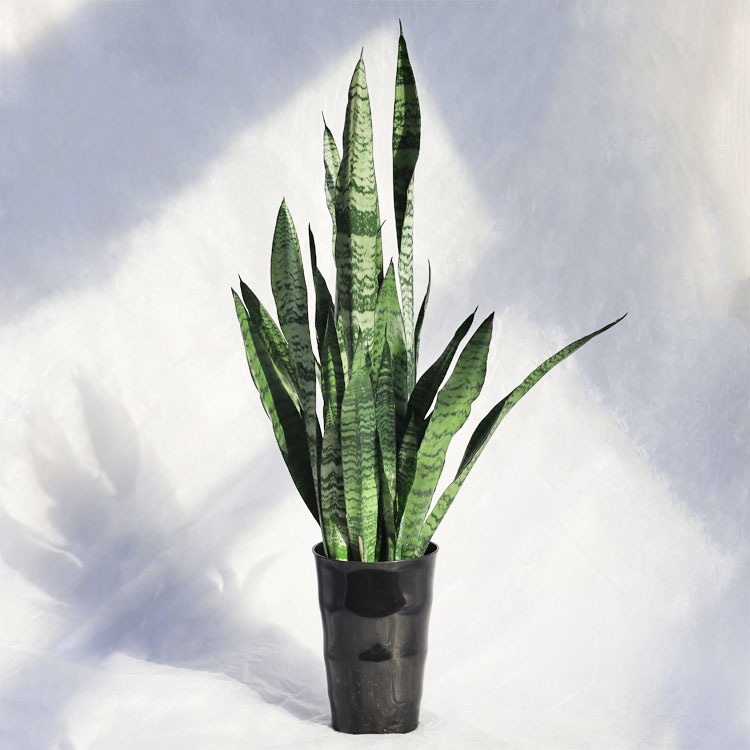 観葉植物 ソテツ（蘇鉄） / 4寸・約W40×H50～70cm