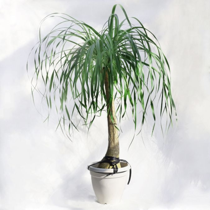 観葉植物 大型 ジジギウム・アマゾンオリーブ（ムラサキフトモモ