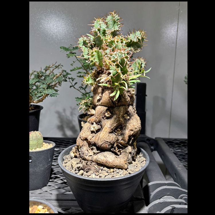 塊根植物【一点物】ユーフォルビア・ムランジーナ / 幹幅約13cm×高さ
