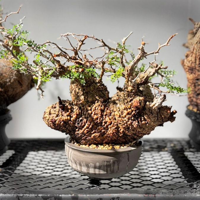 【塊根植物】パキポディウム グラキリス 塊根植物【一点物】パキポディウム・グラキリス / 幹幅約11cm×高さ27cm