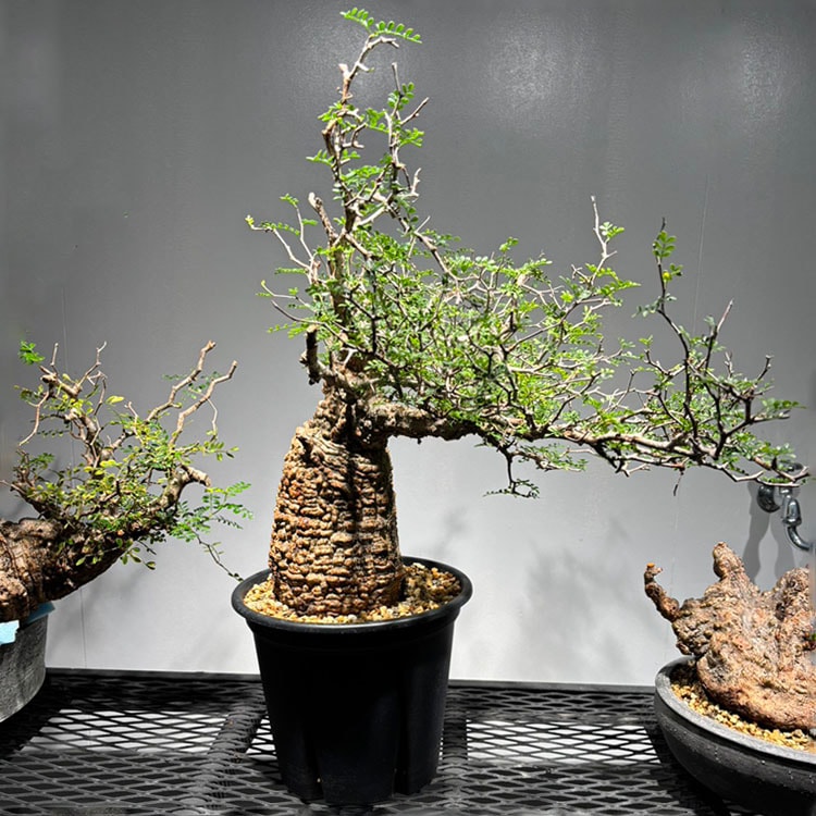 パキポディウム グラキリス 塊根植物 パキポディウム #グラキリス #パキポディウムグラキリス #塊根植物