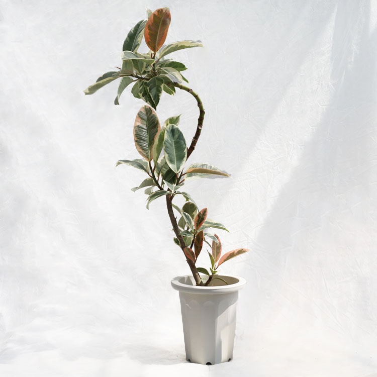 観葉植物 フィカス・ティネケ（斑入り）曲げ / 7寸・約W40cm×H100cm