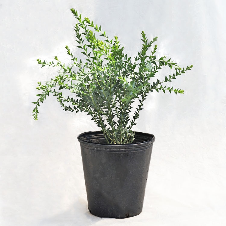 植木・庭木【数量限定】アカシア・サンカクバ（三角葉アカシア / ナイフリーフワトル）/ 8寸・約W50×H60cm【優良品】【送料F】