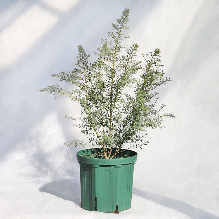 庭木・植木 ピセア・プンゲンスポプシー（コロラドトウヒ