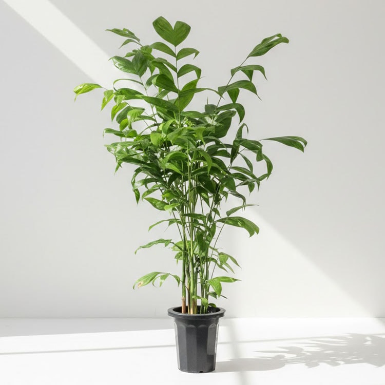 観葉植物 フィカス・ウンベラータ（曲げ） / 8寸・約W 65cm×H120～140cm