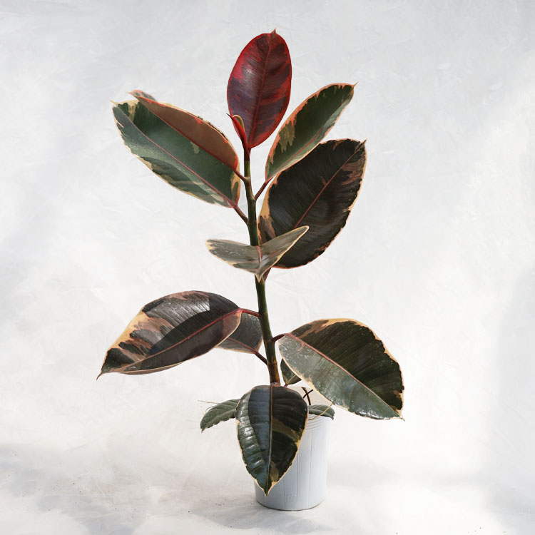 植物,観葉植物（小型～中型）植木鉢と植物のガーデニング通販